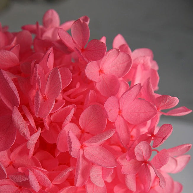 Hortensie, Trockenblumen, echt, Blumen getrocknet, Malve, Rosa, lila, Pastell, Bordeaux, grau, grün, türkis, Vanille, Natur, orange, gelb, petrol, deko, konservierte Hortensie, creme, blau, aprikot, zarte Blümchen, Ringschatulle, Hochzeit, Hochzeitsvilla, Einladung, 