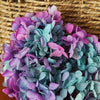 Hortensie, Trockenblumen, echt, Blumen getrocknet, Malve, Rosa, lila, Pastell, Bordeaux, grau, grün, türkis, Vanille, Natur, orange, gelb, petrol, deko, konservierte Hortensie, creme, blau, aprikot, zarte Blümchen, Ringschatulle, Hochzeit, Hochzeitsvilla, Einladung, 