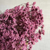 Trockenblumen, Hortensie getrocknet, Hortensien, haltbar, Hortensie Hochzeitsdeko, Tischdeko, Hochzeitsblumen, Hortensie Mauve, Aprikot, Lila, Rosa, blau, gelb, grüne Hortensien, Weiß, creme, Hortensie Schwarz, Horttensie Rot, grau, Hochzeits-Villa, Trauung deko, Tortendeko, Brautstrauß Hortensie, Ringbox deko, Füllung Ringbox, Vegiss mein nicht,