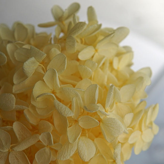 Hortensie, Trockenblumen, echt, Blumen getrocknet, Malve, Rosa, lila, Pastell, Bordeaux, grau, grün, türkis, Vanille, Natur, orange, gelb, petrol, deko, konservierte Hortensie, creme, blau, aprikot, zarte Blümchen, Ringschatulle, Hochzeit, Hochzeitsvilla, Einladung, 
