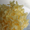 Hortensie, Trockenblumen, echt, Blumen getrocknet, Malve, Rosa, lila, Pastell, Bordeaux, grau, grün, türkis, Vanille, Natur, orange, gelb, petrol, deko, konservierte Hortensie, creme, blau, aprikot, zarte Blümchen, Ringschatulle, Hochzeit, Hochzeitsvilla, Einladung, 