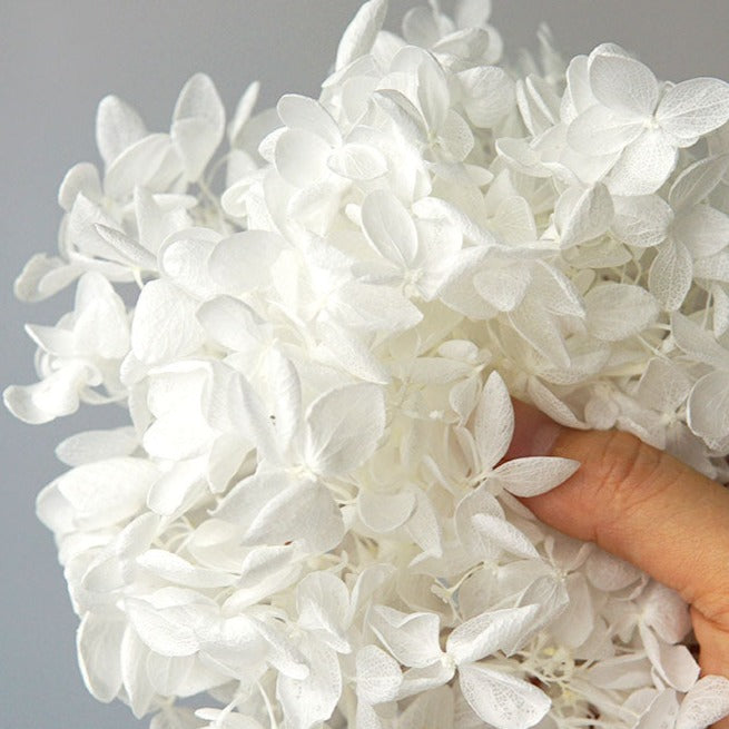 Hortensie, Trockenblumen, echt, Blumen getrocknet, Malve, Rosa, lila, Pastell, Bordeaux, grau, grün, türkis, Vanille, Natur, orange, gelb, petrol, deko, konservierte Hortensie, creme, blau, aprikot, zarte Blümchen, Ringschatulle, Hochzeit, Hochzeitsvilla, Einladung, 