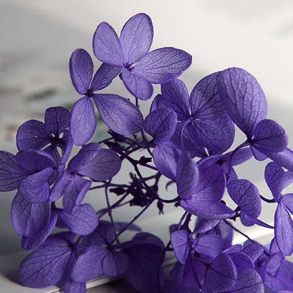 Hortensie, Trockenblumen, echt, Blumen getrocknet, Malve, Rosa, lila, Pastell, Bordeaux, grau, grün, türkis, Vanille, Natur, orange, gelb, petrol, deko, konservierte Hortensie, creme, blau, aprikot, zarte Blümchen, Ringschatulle, Hochzeit, Hochzeitsvilla, Einladung, 