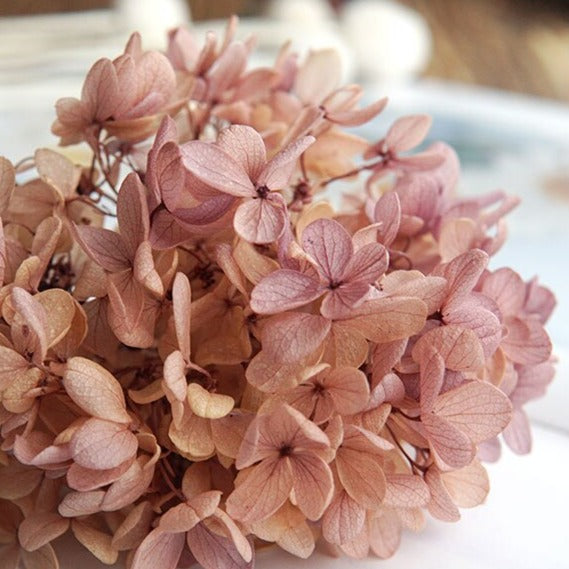 Hortensie, Trockenblumen, echt, Blumen getrocknet, Malve, Rosa, lila, Pastell, Bordeaux, grau, grün, türkis, Vanille, Natur, orange, gelb, petrol, deko, konservierte Hortensie, creme, blau, aprikot, zarte Blümchen, Ringschatulle, Hochzeit, Hochzeitsvilla, Einladung, 