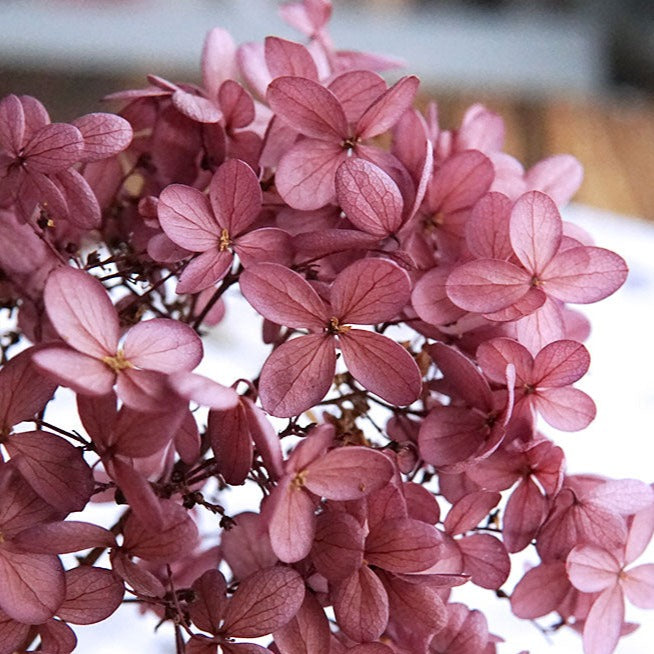 Hortensie, Trockenblumen, echt, Blumen getrocknet, Malve, Rosa, lila, Pastell, Bordeaux, grau, grün, türkis, Vanille, Natur, orange, gelb, petrol, deko, konservierte Hortensie, creme, blau, aprikot, zarte Blümchen, Ringschatulle, Hochzeit, Hochzeitsvilla, Einladung, 