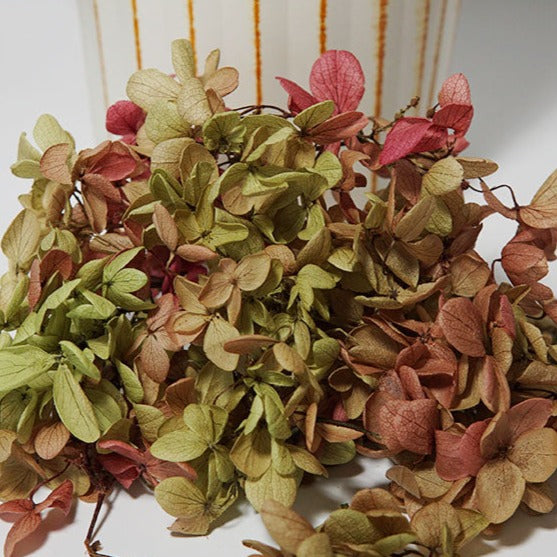 Hortensie, Trockenblumen, echt, Blumen getrocknet, Malve, Rosa, lila, Pastell, Bordeaux, grau, grün, türkis, Vanille, Natur, orange, gelb, petrol, deko, konservierte Hortensie, creme, blau, aprikot, zarte Blümchen, Ringschatulle, Hochzeit, Hochzeitsvilla, Einladung, 