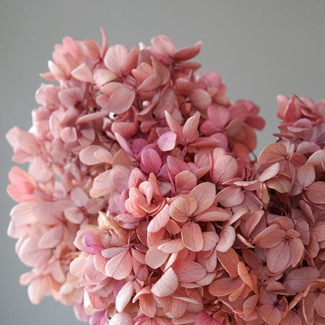 Hortensie, Trockenblumen, echt, Blumen getrocknet, Malve, Rosa, lila, Pastell, Bordeaux, grau, grün, türkis, Vanille, Natur, orange, gelb, petrol, deko, konservierte Hortensie, creme, blau, aprikot, zarte Blümchen, Ringschatulle, Hochzeit, Hochzeitsvilla, Einladung, 