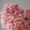 Hortensie, Trockenblumen, echt, Blumen getrocknet, Malve, Rosa, lila, Pastell, Bordeaux, grau, grün, türkis, Vanille, Natur, orange, gelb, petrol, deko, konservierte Hortensie, creme, blau, aprikot, zarte Blümchen, Ringschatulle, Hochzeit, Hochzeitsvilla, Einladung, 