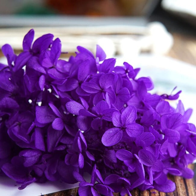 Hortensie, Trockenblumen, echt, Blumen getrocknet, Malve, Rosa, lila, Pastell, Bordeaux, grau, grün, türkis, Vanille, Natur, orange, gelb, petrol, deko, konservierte Hortensie, creme, blau, aprikot, zarte Blümchen, Ringschatulle, Hochzeit, Hochzeitsvilla, Einladung, 
