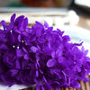 Hortensie, Trockenblumen, echt, Blumen getrocknet, Malve, Rosa, lila, Pastell, Bordeaux, grau, grün, türkis, Vanille, Natur, orange, gelb, petrol, deko, konservierte Hortensie, creme, blau, aprikot, zarte Blümchen, Ringschatulle, Hochzeit, Hochzeitsvilla, Einladung, 